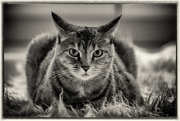 Cats-6