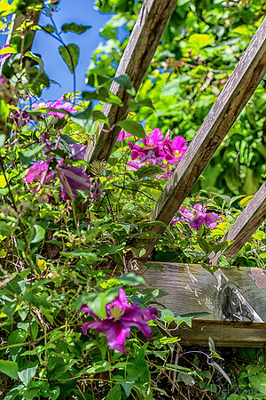 09-12 Shadra's Fall Garden Stroll--21