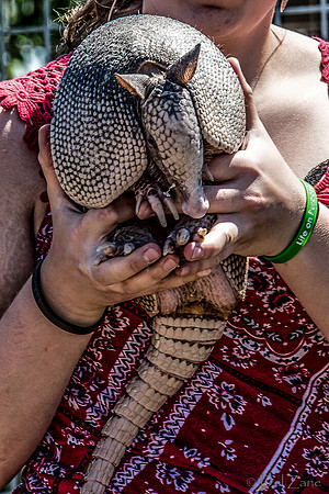 07-20 Misc Animals_reptiles--7