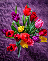 Multi-color Tulips-
