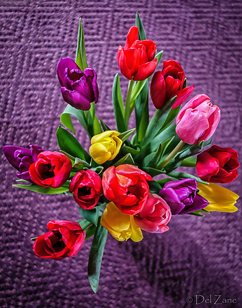 Multi-color Tulips-