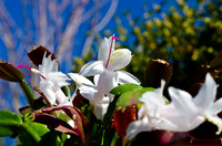 Christmas Cactus-11