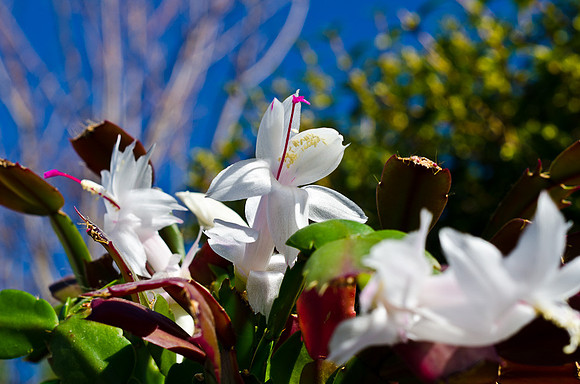 Christmas Cactus-11
