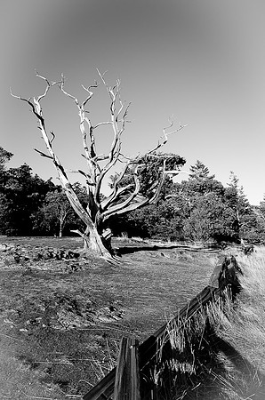 _DSC4261