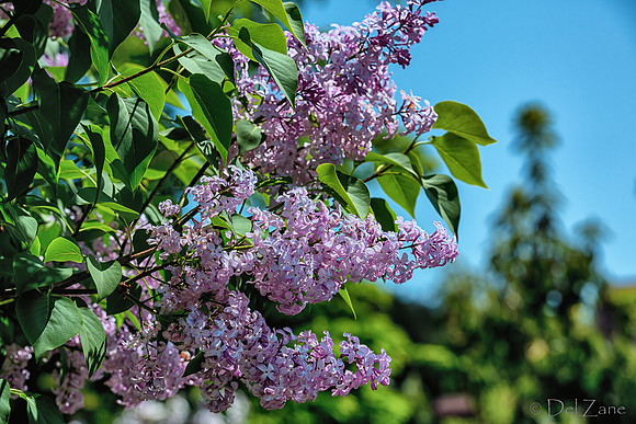 Mother's Day Garden Walk--26