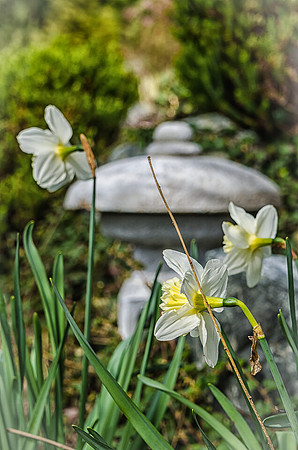 Early Spring Blooms-21