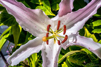 07-21 Lillies TIFFs--13