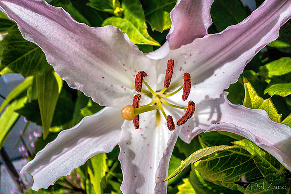 07-21 Lillies TIFFs--13