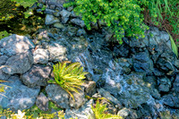 08-17 Shadra Garden 2015 TIFFs--3