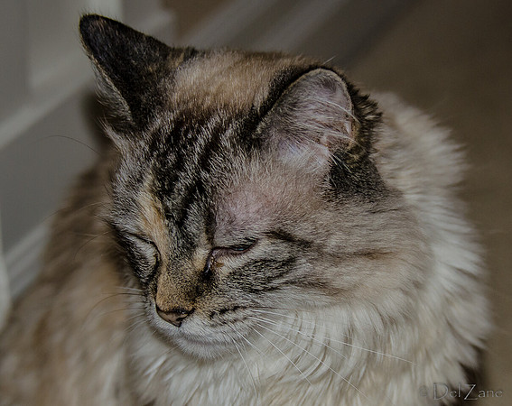 Cats on Parade-23