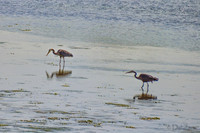 Great Blue Herons-5