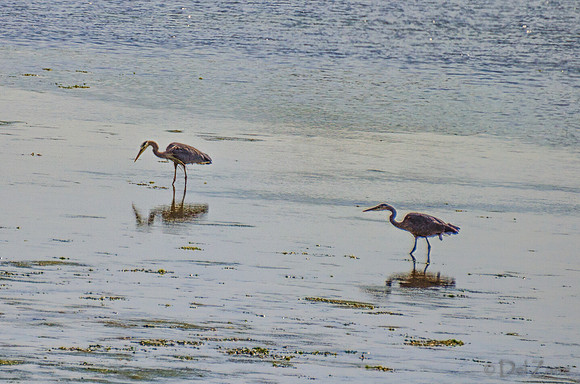 Great Blue Herons-5