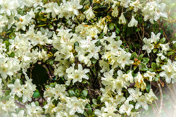 Early Spring Blooms-31