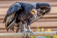 07-20 Yellow Head Vulture--3