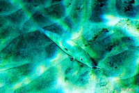 01-18 Makena Underwater TIFFs--14