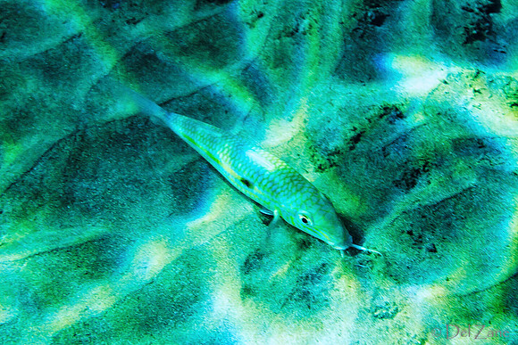 01-18 Makena Underwater TIFFs--14