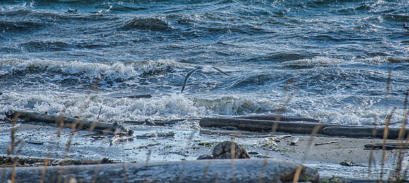 10-19 Burrows Bay Seagulls--13