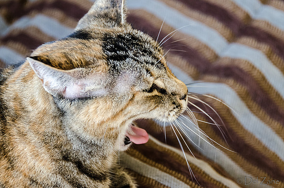 Cats on Parade-3