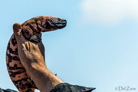 07-20 Misc Animals_reptiles-
