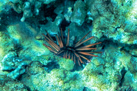 01-18 Makena Underwater TIFFs--13