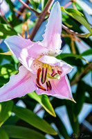 07-19 High Noon Blooms TIFFs--4