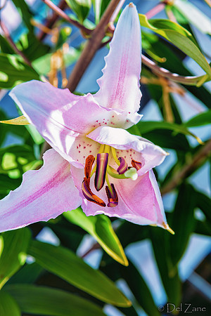 07-19 High Noon Blooms TIFFs--4