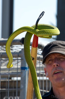 07-20 Snakes--13