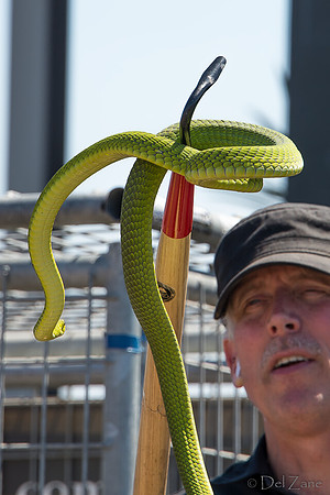 07-20 Snakes--13