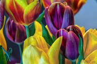 04-28 Macro 36mm 28-300mm D600 Flowers-19