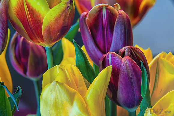 04-28 Macro 36mm 28-300mm D600 Flowers-19
