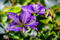 Mother's Day Garden Walk--12