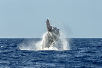 01-28 Whales TIFFS-2-3
