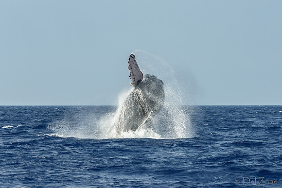 01-28 Whales TIFFS-2-3