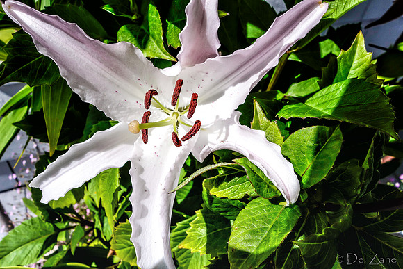 07-21 Lillies TIFFs--4