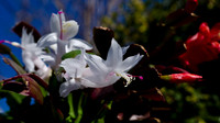 Christmas Cactus-5