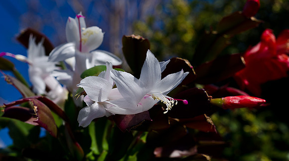 Christmas Cactus-5