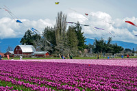 04-02 Tulip Town Redux TIFFs-2-25