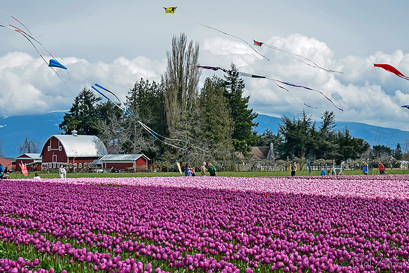 04-02 Tulip Town Redux TIFFs-2-25
