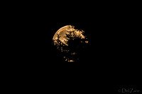 08-10 Super Moon Tiffs--2