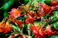 Mother's Day Garden Walk--7