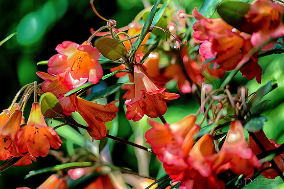 Mother's Day Garden Walk--7