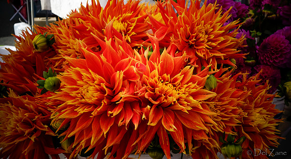 10-05 Farmers' Market--119