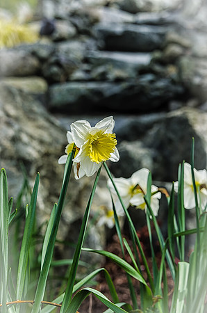 Early Spring Blooms-25