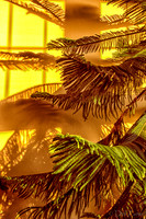 07-14 Tree Shadows-11