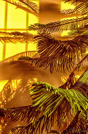 07-14 Tree Shadows-11