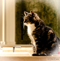 Cats-3