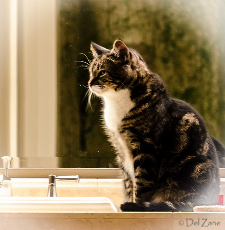 Cats-3