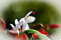 Christmas Cactus-4