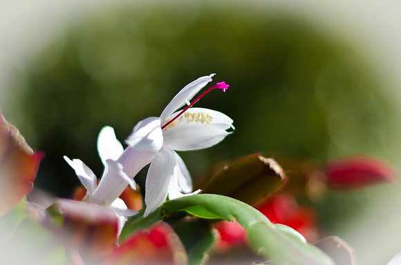 Christmas Cactus-4