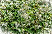 Early Spring Blooms-7